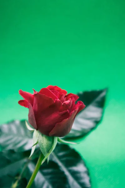 Schöne Rote Rose Garten — Stockfoto