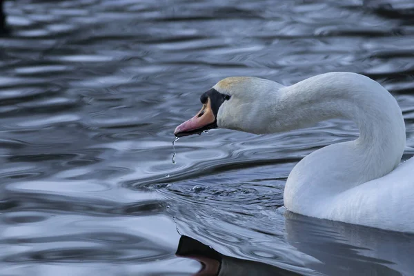 Labuť Jezeře — Stock fotografie