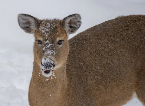 Closeup Shot Young Deer Snow — Stock Photo, Image