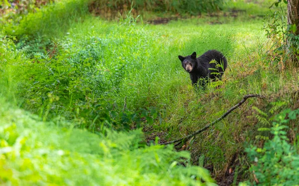 Gato Hierba — Foto de Stock