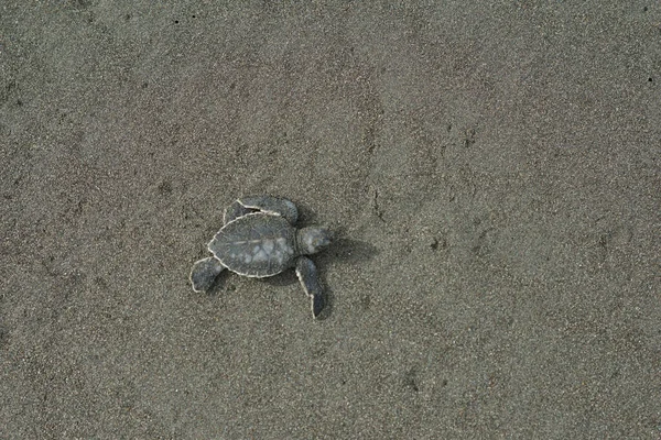 Gros Plan Une Tortue Plage Sur Sable — Photo