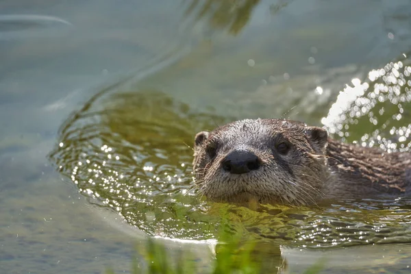 水中の茶色のクマのクローズアップショット — ストック写真