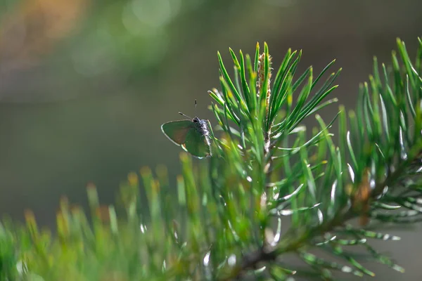 Green Pine Branch Dew Drops Blurred Background — Stock Photo, Image