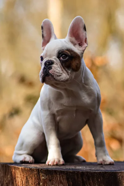 Francia Bulldog Kertben — Stock Fotó