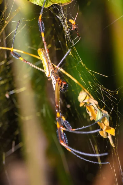Spindelnät Med Insekt — Stockfoto