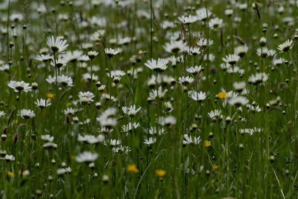 Schöne Blumen Garten — Stockfoto