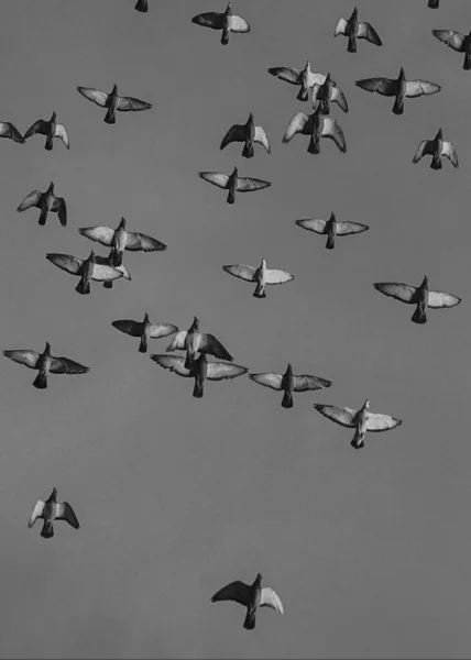 Hejno Ptáků Létajících Obloze — Stock fotografie
