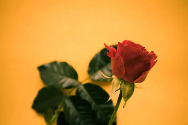 黄色の背景に美しい赤いバラ — ストック写真