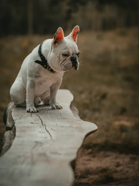 Fransız Bulldog Köpek Tasmalı — Stok fotoğraf