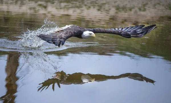 水の中の鳥 — ストック写真