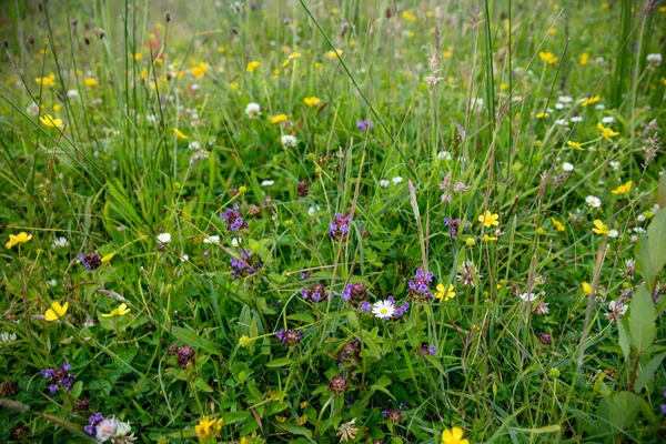 Schöne Blumen Auf Der Wiese — Stockfoto