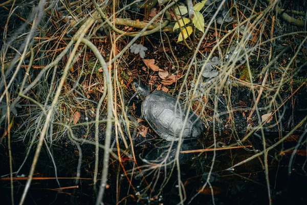 Gros Plan Oiseau Dans Forêt — Photo