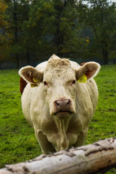 Une Vache Dans Pâturage — Photo