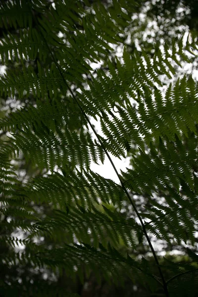 Feuilles Vertes Dans Forêt — Photo