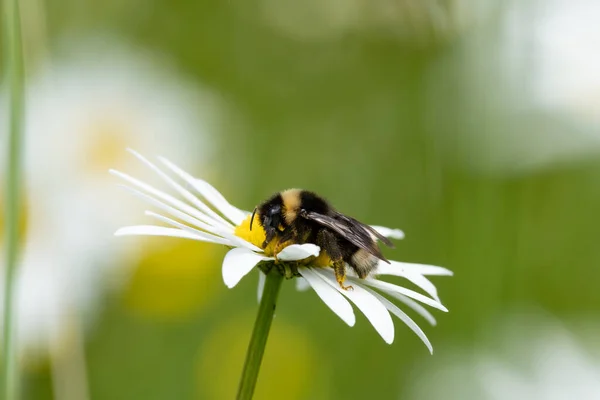 Abeille Sur Une Fleur — Photo