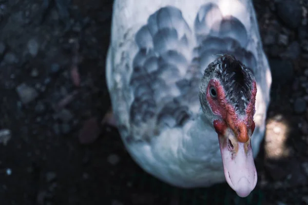 Close Van Een Vogel — Stockfoto