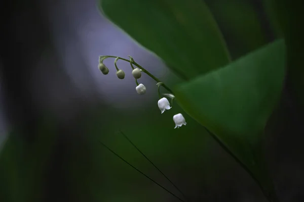 Hermoso Plano Botánico Fondo Pantalla Natural — Foto de Stock