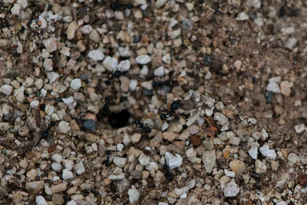 Текстура Небольшого Камня Большим Количеством Камней — стоковое фото