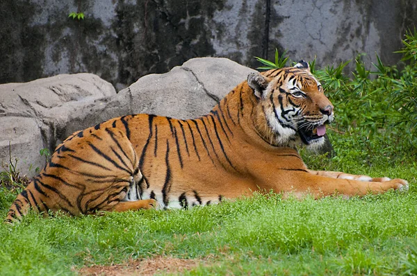 Tigre Dans Zoo — Photo