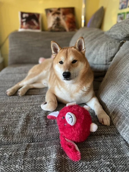 Leuke Hond Liggend Bank — Stockfoto