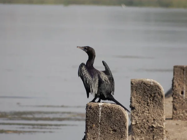 Möwe Strand — Stockfoto