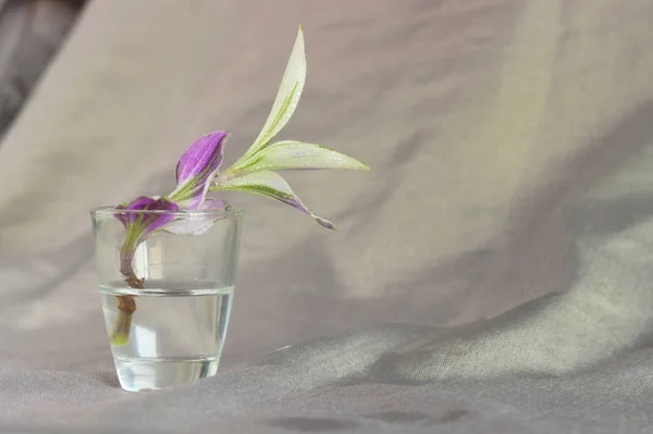 Склянка Води Зеленим Листям Білому Тлі — стокове фото