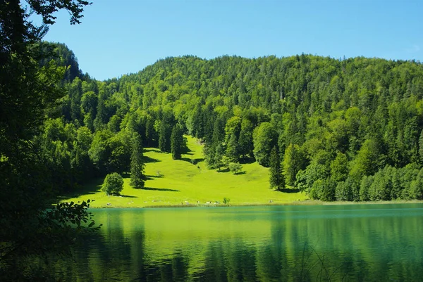 Piękny Krajobraz Jeziorem Zielonymi Drzewami — Zdjęcie stockowe