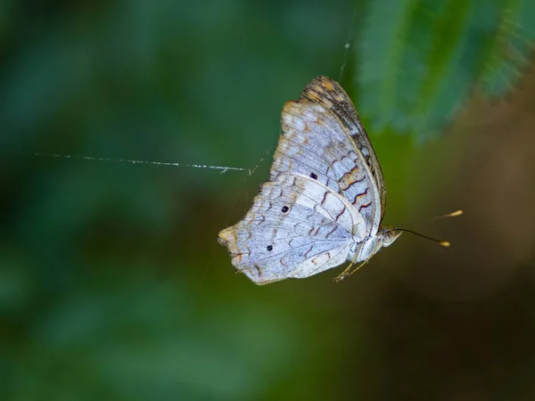 Nahaufnahme Von Schönen Schmetterling — Stockfoto