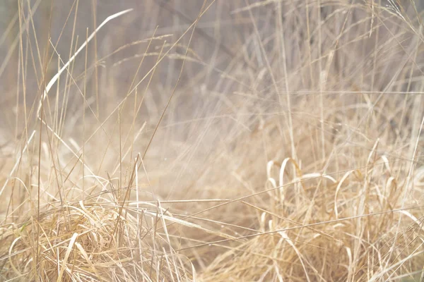 Trockenes Gras Auf Dem Feld — Stockfoto