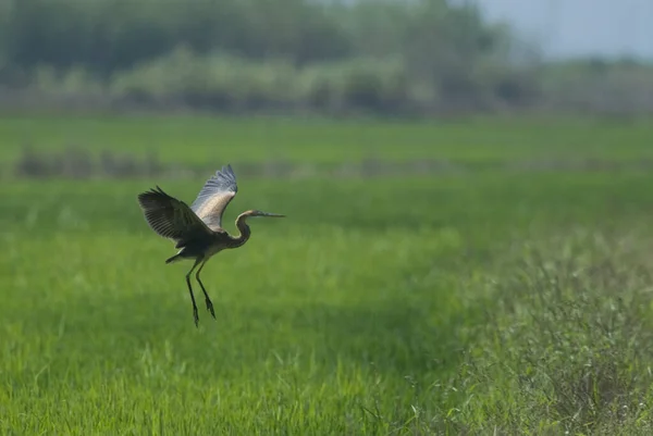 Vogel Flug Grünen Gras — Stockfoto