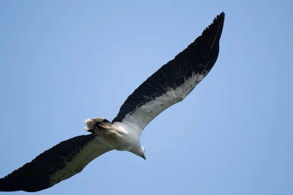 Flying Bird Blue Sky Background — Stock Photo, Image