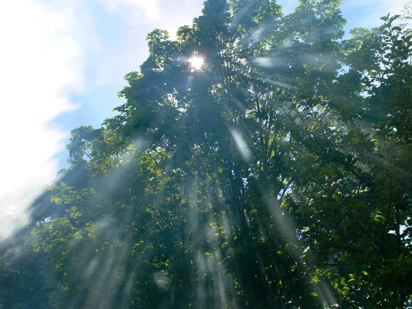 Árvores Verdes Floresta — Fotografia de Stock