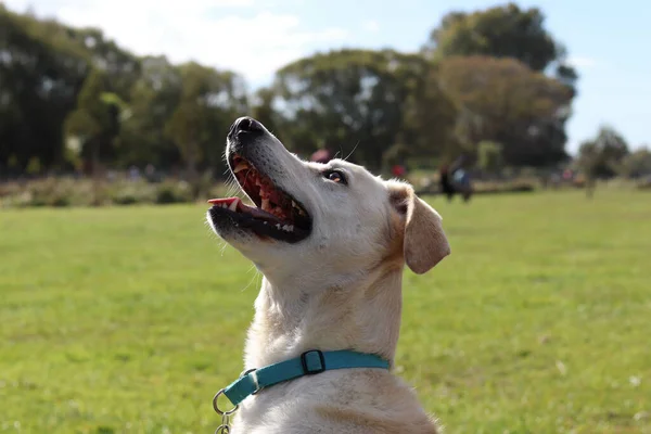 Hond Het Park — Stockfoto