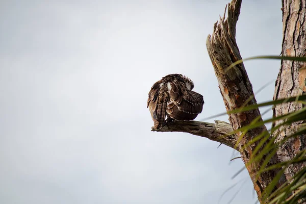 Bird Forest — Stock Photo, Image