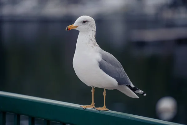 Mouette Sur Jetée — Photo