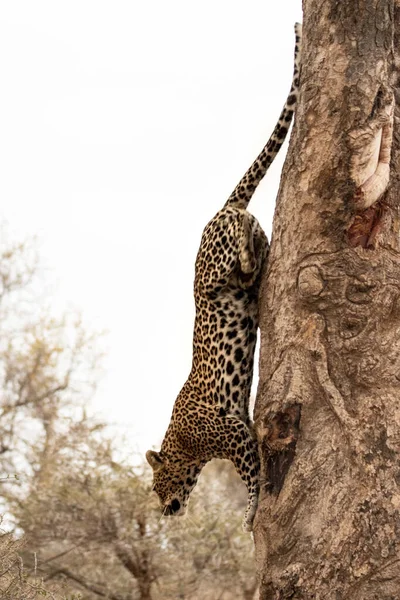 アフリカのサバンナでのチーター — ストック写真