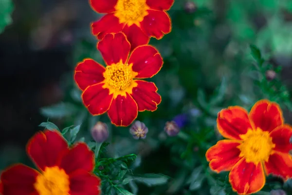 Zarte Blumen Wachsen Garten — Stockfoto