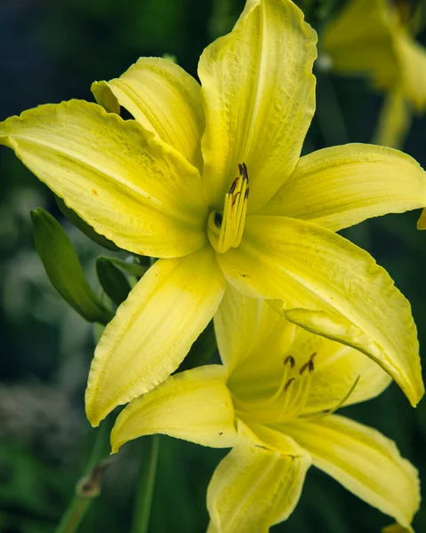 Schöne Gelbe Blumen Garten — Stockfoto