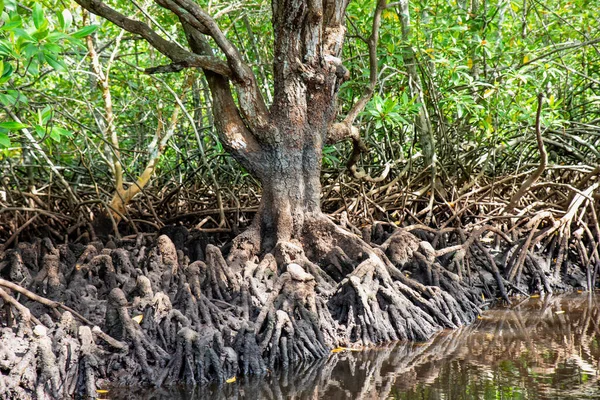 Uma Árvore Floresta — Fotografia de Stock