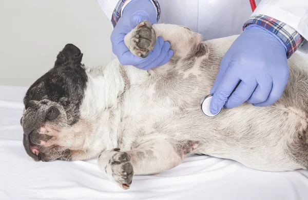 Ветеринарная Собака Осматривает Кошку Клинике — стоковое фото