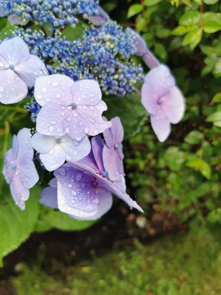 Bahçedeki Güzel Çiçekler — Stok fotoğraf