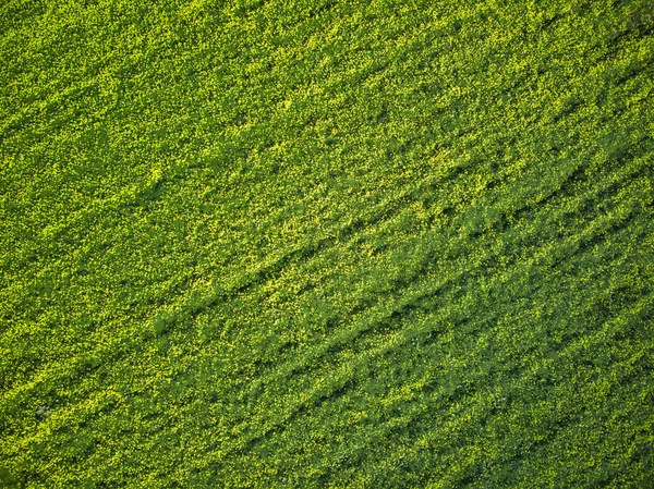 Yeşil Çimen Dokusu Arkaplan — Stok fotoğraf