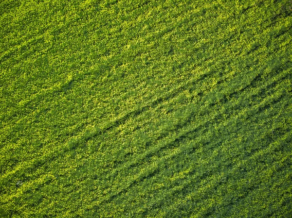 Zelená Tráva Textura Pozadí — Stock fotografie