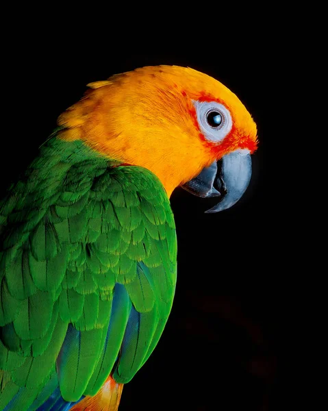 Loro Pájaro Brasil África — Foto de Stock