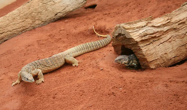 Lizard Sand — Stock Photo, Image