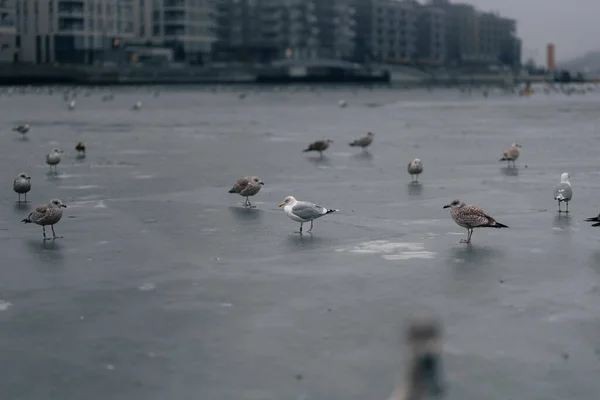 Möwen Auf Dem See — Stockfoto