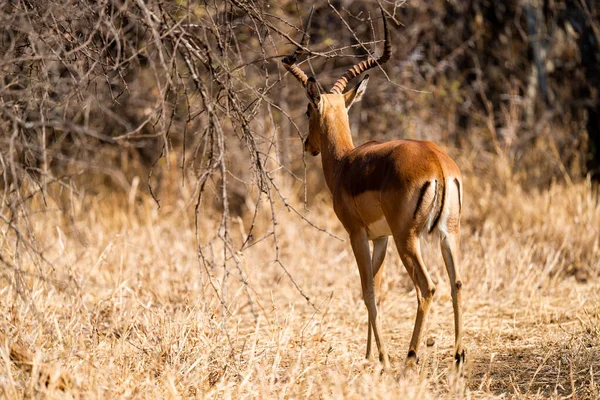 Antilope Nella Savana Kenya — Foto Stock