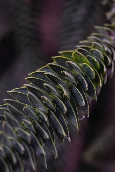 Закрыть Кактусовое Растение — стоковое фото