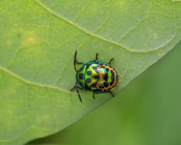 Käfer Aus Nächster Nähe Der Wilden Natur — Stockfoto