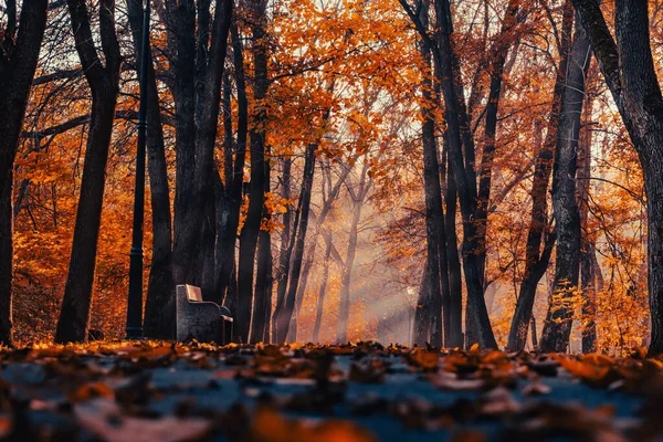 Höstskog Parken — Stockfoto